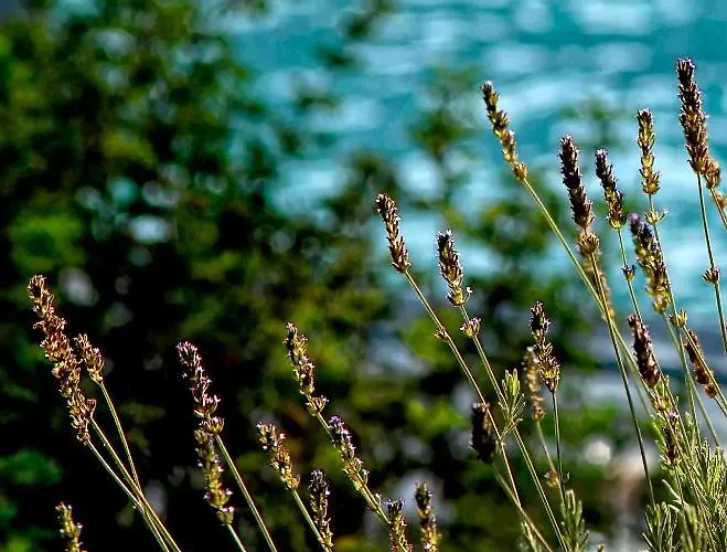 Olivemare فندق كاتيليوس